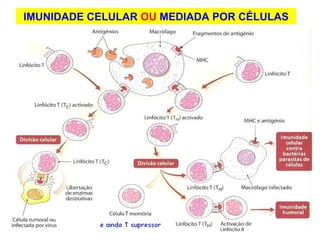 IMUNIDADE CELULAR  OU  MEDIADA POR CÉLULAS 