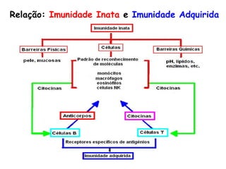 Relação:  Imunidade Inata  e   Imunidade   Adquirida 