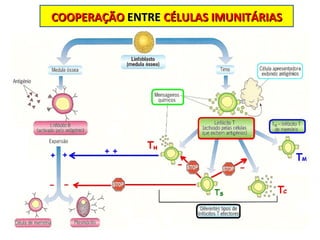 COOPERAÇÃO  ENTRE  CÉLULAS IMUNITÁRIAS 