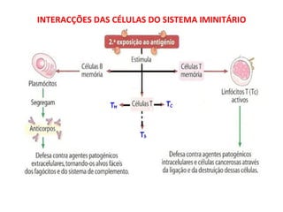 INTERACÇÕES DAS CÉLULAS DO SISTEMA IMINITÁRIO  