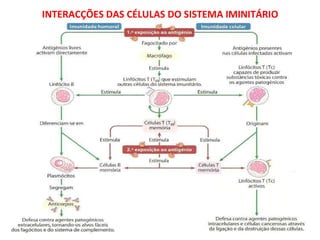 INTERACÇÕES DAS CÉLULAS DO SISTEMA IMINITÁRIO  