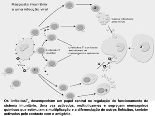 Os linfócitosT H  desempenham um papel central na regulação do funcionamento do sistema imunitário. Uma vez activados, multiplicam-se e segregam mensageiros químicos que estimulam a multiplicação e a diferenciação de outros linfócitos, também activados pelo contacto com o antigénio.  