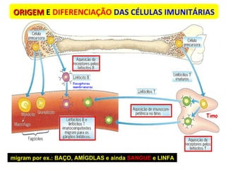 ORIGEM   E   DIFERENCIAÇÃO  DAS CÉLULAS IMUNITÁRIAS migram por ex.: BAÇO, AMÍGDLAS e ainda  SANGUE  e LINFA 