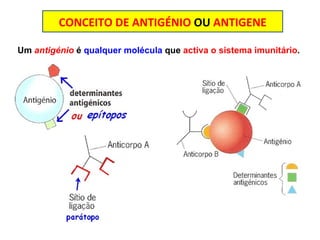 CONCEITO DE ANTIGÉNIO  OU  ANTIGENE Um  antigénio  é  qualquer molécula  que  activa o sistema imunitário .  