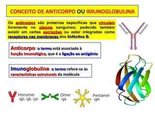 Anticorpo :  o termo  está associado à  função imunológica , que é a  ligação ao antigénio  CONCEITO DE ANTICORPO  OU  IMUNOGLOBULINA Os  anticorpos  são proteínas específicas que  circulam  livremente no  plasma  sanguíneo, podendo também existir em certas  secreções  ou estar integradas como  receptores nas membranas  dos  linfócitos B .  Imuno globulina :  o termo  refere-se às  características estruturais   da molécula 
