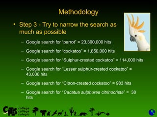 26
Methodology
• Step 3 - Try to narrow the search as
much as possible
– Google search for “parrot” = 23,300,000 hits
– Google search for “cockatoo” = 1,850,000 hits
– Google search for “Sulphur-crested cockatoo” = 114,000 hits
– Google search for “Lesser sulphur-crested cockatoo” =
43,000 hits
– Google search for “Citron-crested cockatoo” = 983 hits
– Google search for “Cacatua sulphurea citrinocrista” = 38
hits
 