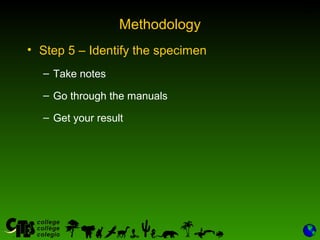 30
Methodology
• Step 5 – Identify the specimen
– Take notes
– Go through the manuals
– Get your result
 