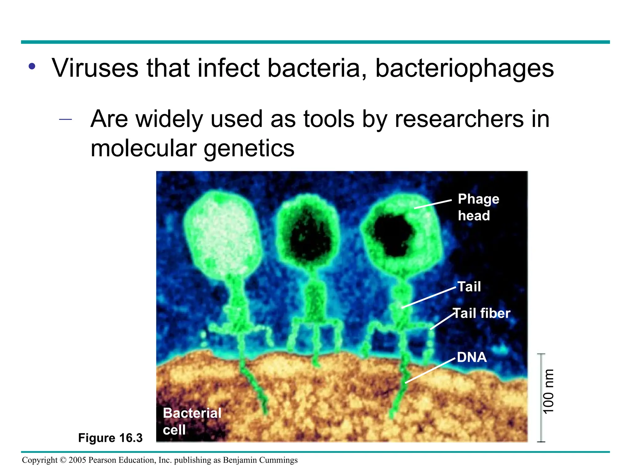 Copyright © 2005 Pearson Education, Inc. publishing as Benjamin Cummings
• Viruses that infect bacteria, bacteriophages
– Are widely used as tools by researchers in
molecular genetics
Figure 16.3
Phage
head
Tail
Tail fiber
DNA
Bacterial
cell
100
nm
 