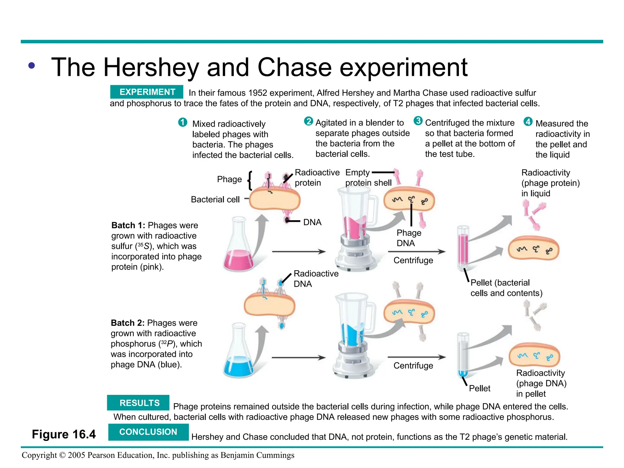 Copyright © 2005 Pearson Education, Inc. publishing as Benjamin Cummings
• The Hershey and Chase experiment
In their famous 1952 experiment, Alfred Hershey and Martha Chase used radioactive sulfur
and phosphorus to trace the fates of the protein and DNA, respectively, of T2 phages that infected bacterial cells.
Radioactivity
(phage protein)
in liquid
Phage
Bacterial cell
Radioactive
protein
Empty
protein shell
Phage
DNA
DNA
Centrifuge
Pellet (bacterial
cells and contents)
Radioactive
DNA
Centrifuge
Pellet
Batch 1: Phages were
grown with radioactive
sulfur (35
S), which was
incorporated into phage
protein (pink).
Batch 2: Phages were
grown with radioactive
phosphorus (32
P), which
was incorporated into
phage DNA (blue).
1 2 3 4
Agitated in a blender to
separate phages outside
the bacteria from the
bacterial cells.
Mixed radioactively
labeled phages with
bacteria. The phages
infected the bacterial cells.
Centrifuged the mixture
so that bacteria formed
a pellet at the bottom of
the test tube.
Measured the
radioactivity in
the pellet and
the liquid
Phage proteins remained outside the bacterial cells during infection, while phage DNA entered the cells.
When cultured, bacterial cells with radioactive phage DNA released new phages with some radioactive phosphorus.
Hershey and Chase concluded that DNA, not protein, functions as the T2 phage’s genetic material.
RESULTS
CONCLUSION
EXPERIMENT
Radioactivity
(phage DNA)
in pellet
Figure 16.4
 