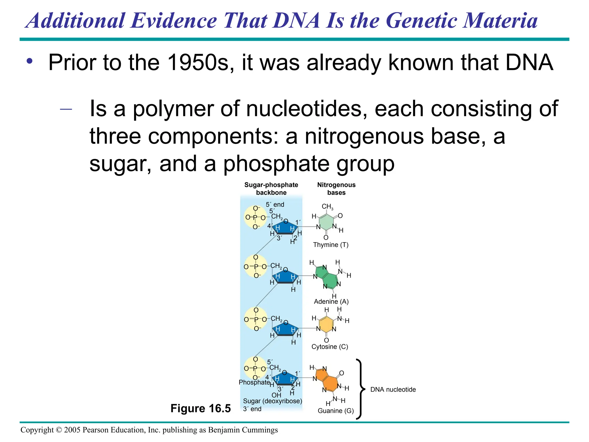 Copyright © 2005 Pearson Education, Inc. publishing as Benjamin Cummings
Additional Evidence That DNA Is the Genetic Materia
• Prior to the 1950s, it was already known that DNA
– Is a polymer of nucleotides, each consisting of
three components: a nitrogenous base, a
sugar, and a phosphate group
Sugar-phosphate
backbone
Nitrogenous
bases
5 end
O–
O P O CH2
5
4
O–
H
H
O
H
H
H
3
1
H O
CH3
N
O
N
H
Thymine (T)
O
O P O
O–
CH2
H
H
O
H
H
H
H
N
N
N
H
N
H
H
Adenine (A)
O
O P O
O–
CH2
H
H
O
H
H
H
H
H H
H
N
N
N
O
Cytosine (C)
O
O P O CH2
5
4
O–
H
O
H
H
3
1
OH
2
H
N
N
N H
O
N
N H
H
H H
Sugar (deoxyribose)
3 end
Phosphate
Guanine (G)
DNA nucleotide
2
N
Figure 16.5
 