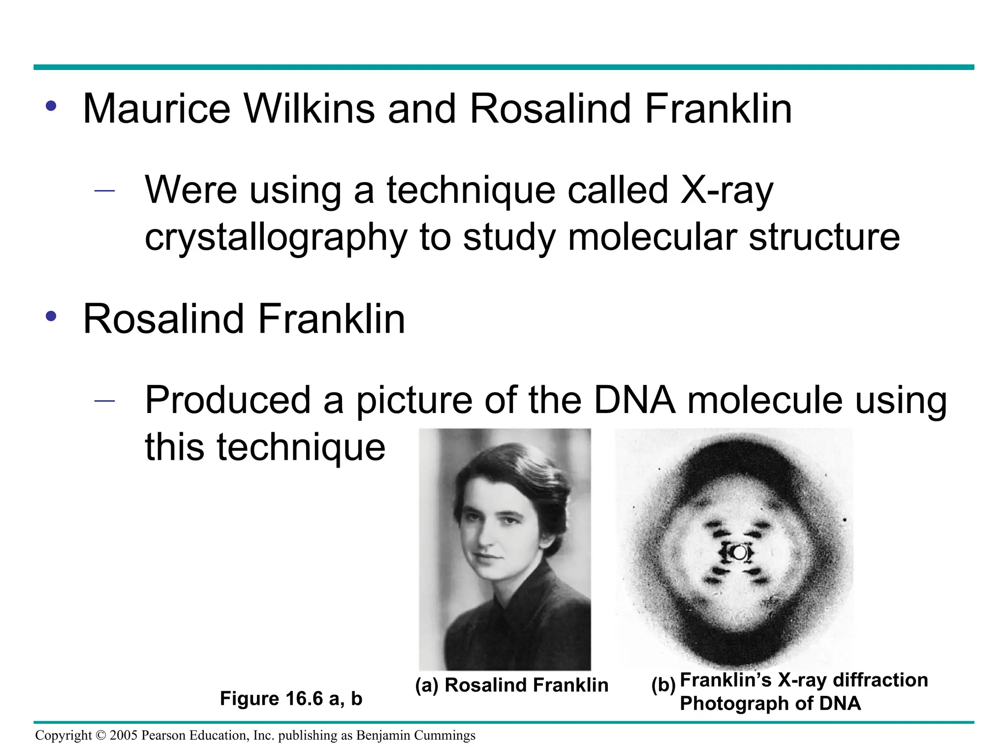Copyright © 2005 Pearson Education, Inc. publishing as Benjamin Cummings
• Maurice Wilkins and Rosalind Franklin
– Were using a technique called X-ray
crystallography to study molecular structure
• Rosalind Franklin
– Produced a picture of the DNA molecule using
this technique
(a) Rosalind Franklin Franklin’s X-ray diffraction
Photograph of DNA
(b)
Figure 16.6 a, b
 