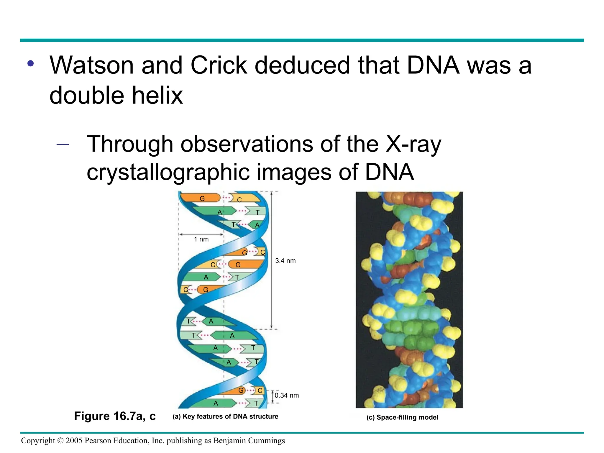 Copyright © 2005 Pearson Education, Inc. publishing as Benjamin Cummings
Figure 16.7a, c
C
T
A
A
T
C
G
G
C
A
C G
A
T
A
T
A T
T
A
C
T
A
0.34 nm
3.4 nm
(a) Key features of DNA structure
G
1 nm
G
(c) Space-filling model
T
• Watson and Crick deduced that DNA was a
double helix
– Through observations of the X-ray
crystallographic images of DNA
 