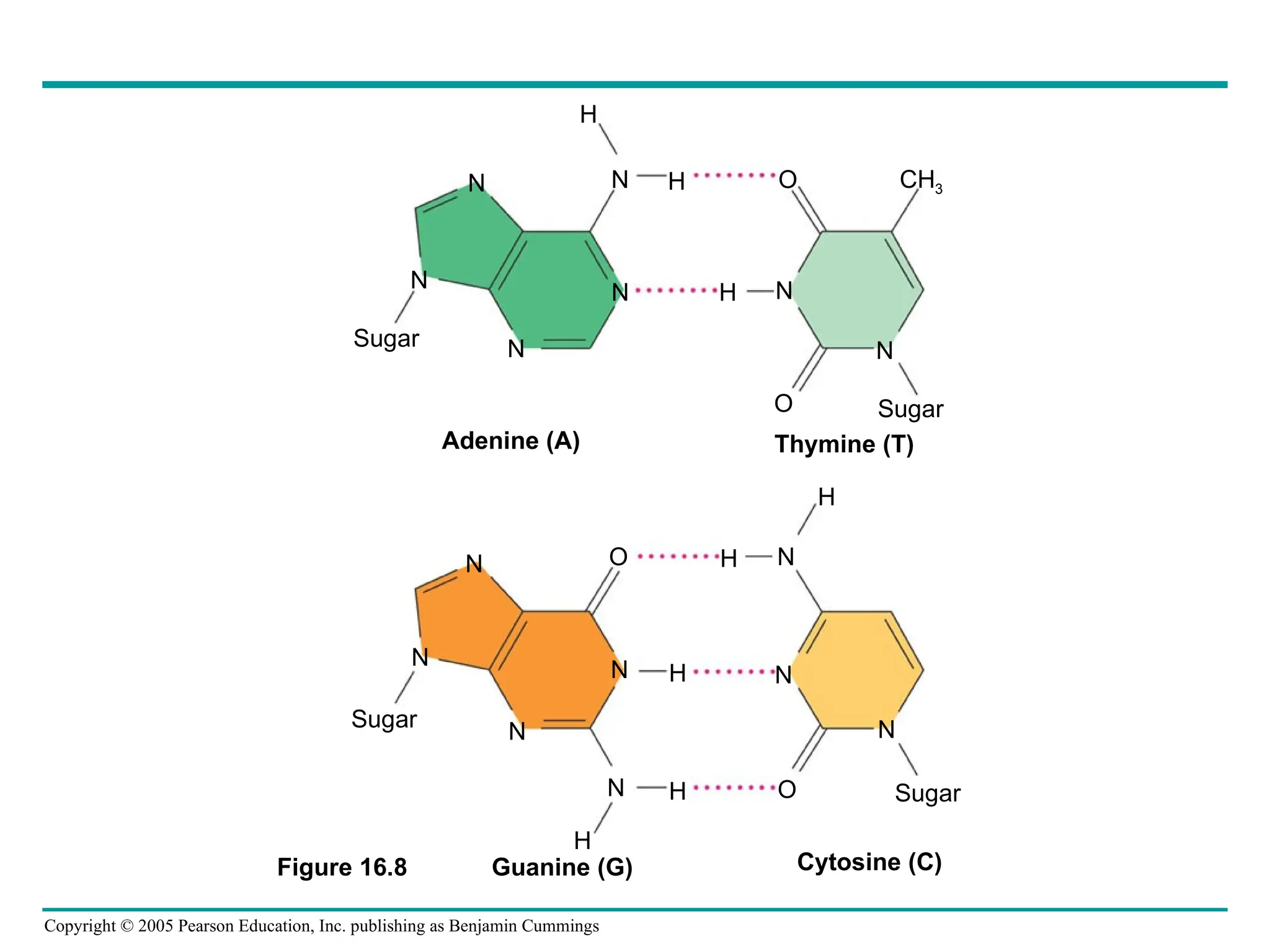 Copyright © 2005 Pearson Education, Inc. publishing as Benjamin Cummings
N H O CH3
N
N
O
N
N
N
N H
Sugar
Sugar
Adenine (A) Thymine (T)
N
N
N
N
Sugar
O H N
H
N
H
N O
H
H
N
Sugar
Guanine (G) Cytosine (C)
Figure 16.8
H
 