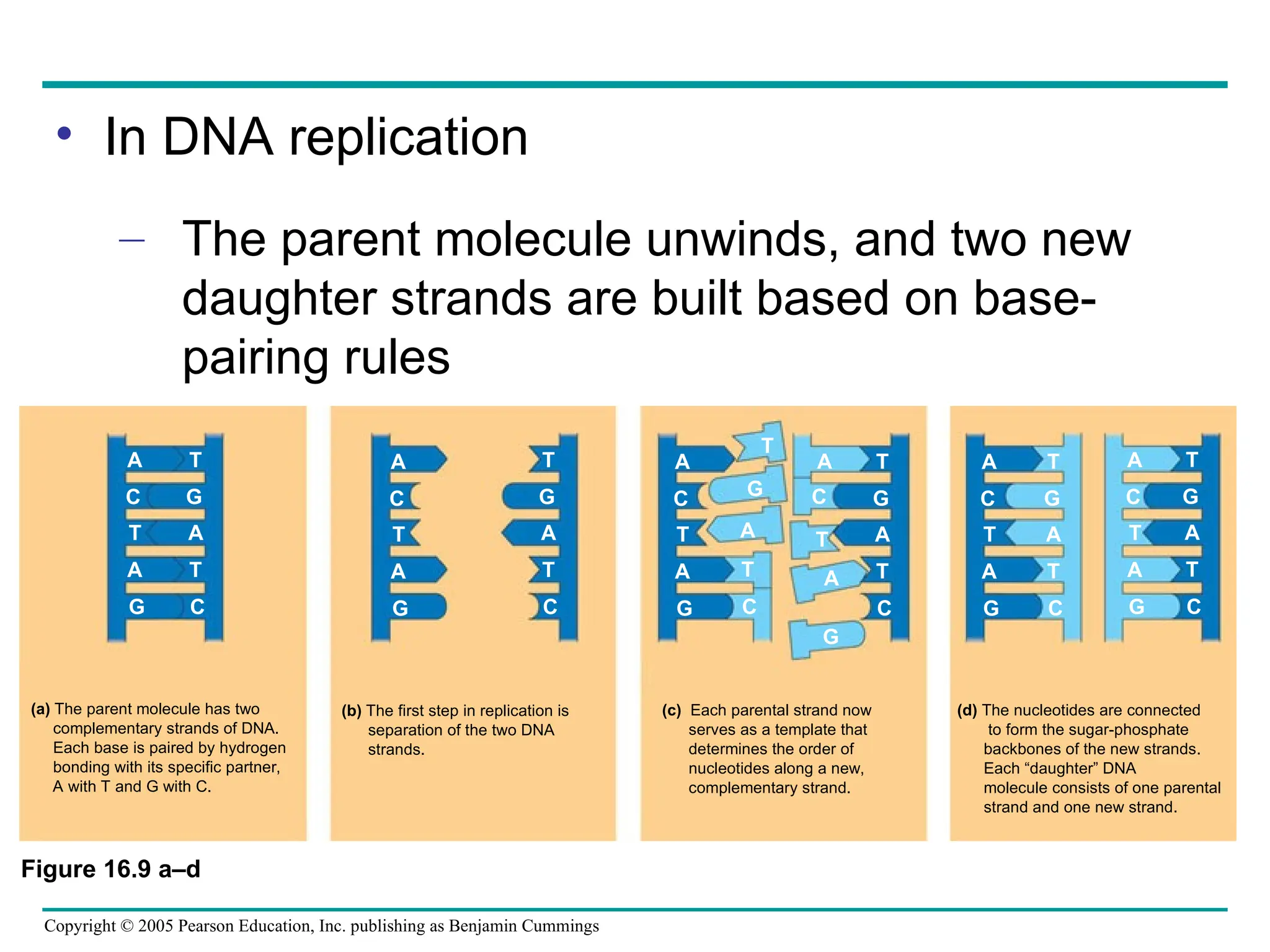 Copyright © 2005 Pearson Education, Inc. publishing as Benjamin Cummings
• In DNA replication
– The parent molecule unwinds, and two new
daughter strands are built based on base-
pairing rules
(a) The parent molecule has two
complementary strands of DNA.
Each base is paired by hydrogen
bonding with its specific partner,
A with T and G with C.
(b) The first step in replication is
separation of the two DNA
strands.
(c) Each parental strand now
serves as a template that
determines the order of
nucleotides along a new,
complementary strand.
(d) The nucleotides are connected
to form the sugar-phosphate
backbones of the new strands.
Each “daughter” DNA
molecule consists of one parental
strand and one new strand.
A
C
T
A
G
A
C
T
A
G
A
C
T
A
G
A
C
T
A
G
T
G
A
T
C
T
G
A
T
C
A
C
T
A
G
A
C
T
A
G
T
G
A
T
C
T
G
A
T
C
T
G
A
T
C
T
G
A
T
C
Figure 16.9 a–d
 