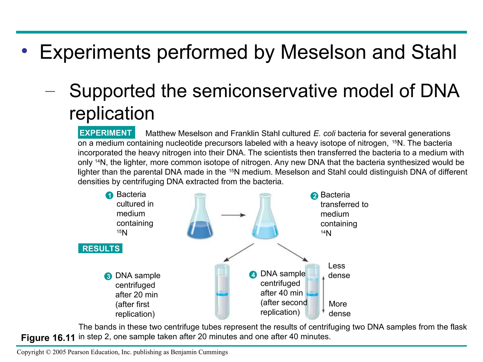 Copyright © 2005 Pearson Education, Inc. publishing as Benjamin Cummings
• Experiments performed by Meselson and Stahl
– Supported the semiconservative model of DNA
replication
Figure 16.11
Matthew Meselson and Franklin Stahl cultured E. coli bacteria for several generations
on a medium containing nucleotide precursors labeled with a heavy isotope of nitrogen, 15
N. The bacteria
incorporated the heavy nitrogen into their DNA. The scientists then transferred the bacteria to a medium with
only 14
N, the lighter, more common isotope of nitrogen. Any new DNA that the bacteria synthesized would be
lighter than the parental DNA made in the 15
N medium. Meselson and Stahl could distinguish DNA of different
densities by centrifuging DNA extracted from the bacteria.
EXPERIMENT
The bands in these two centrifuge tubes represent the results of centrifuging two DNA samples from the flask
in step 2, one sample taken after 20 minutes and one after 40 minutes.
RESULTS
Bacteria
cultured in
medium
containing
15
N
Bacteria
transferred to
medium
containing
14
N
2
1
DNA sample
centrifuged
after 20 min
(after first
replication)
3 DNA sample
centrifuged
after 40 min
(after second
replication)
4
Less
dense
More
dense
 