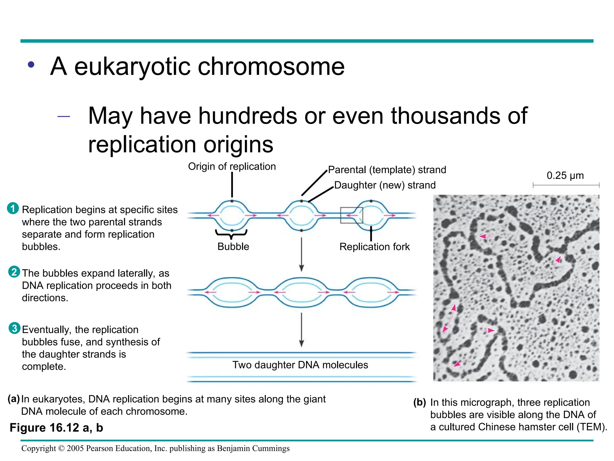 Copyright © 2005 Pearson Education, Inc. publishing as Benjamin Cummings
• A eukaryotic chromosome
– May have hundreds or even thousands of
replication origins
Replication begins at specific sites
where the two parental strands
separate and form replication
bubbles.
The bubbles expand laterally, as
DNA replication proceeds in both
directions.
Eventually, the replication
bubbles fuse, and synthesis of
the daughter strands is
complete.
1
2
3
Origin of replication
Bubble
Parental (template) strand
Daughter (new) strand
Replication fork
Two daughter DNA molecules
In eukaryotes, DNA replication begins at many sites along the giant
DNA molecule of each chromosome.
In this micrograph, three replication
bubbles are visible along the DNA of
a cultured Chinese hamster cell (TEM).
(b)
(a)
0.25 µm
Figure 16.12 a, b
 