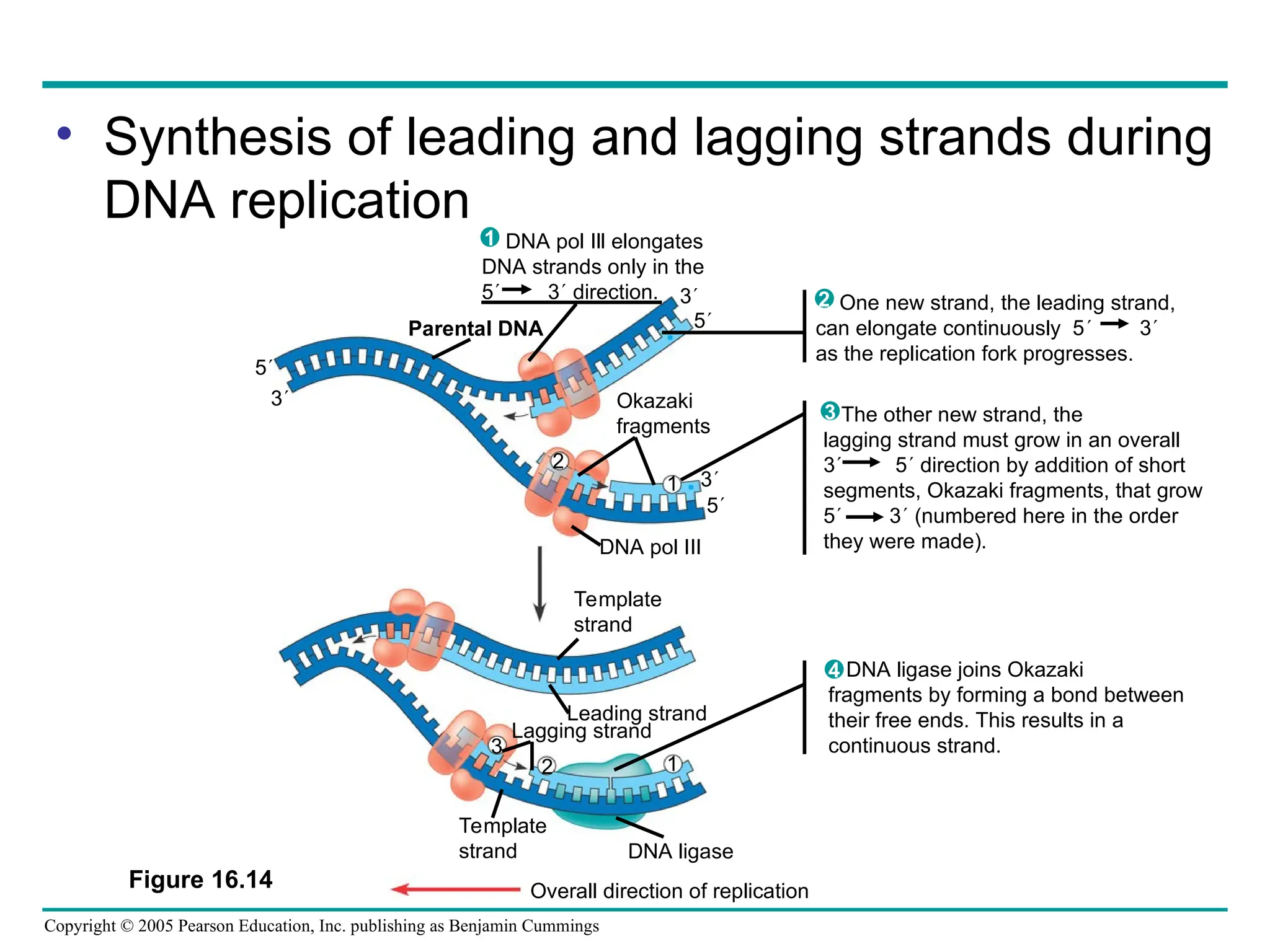 Copyright © 2005 Pearson Education, Inc. publishing as Benjamin Cummings
Parental DNA
DNA pol Ill elongates
DNA strands only in the
5 3 direction.
1
Okazaki
fragments
DNA pol III
Template
strand
Lagging strand
3
2
Template
strand DNA ligase
Overall direction of replication
One new strand, the leading strand,
can elongate continuously 5 3
as the replication fork progresses.
2
The other new strand, the
lagging strand must grow in an overall
3 5 direction by addition of short
segments, Okazaki fragments, that grow
5 3 (numbered here in the order
they were made).
3
DNA ligase joins Okazaki
fragments by forming a bond between
their free ends. This results in a
continuous strand.
4
Figure 16.14
3
5
5
3
3
5
2
1
Leading strand
1
• Synthesis of leading and lagging strands during
DNA replication
 