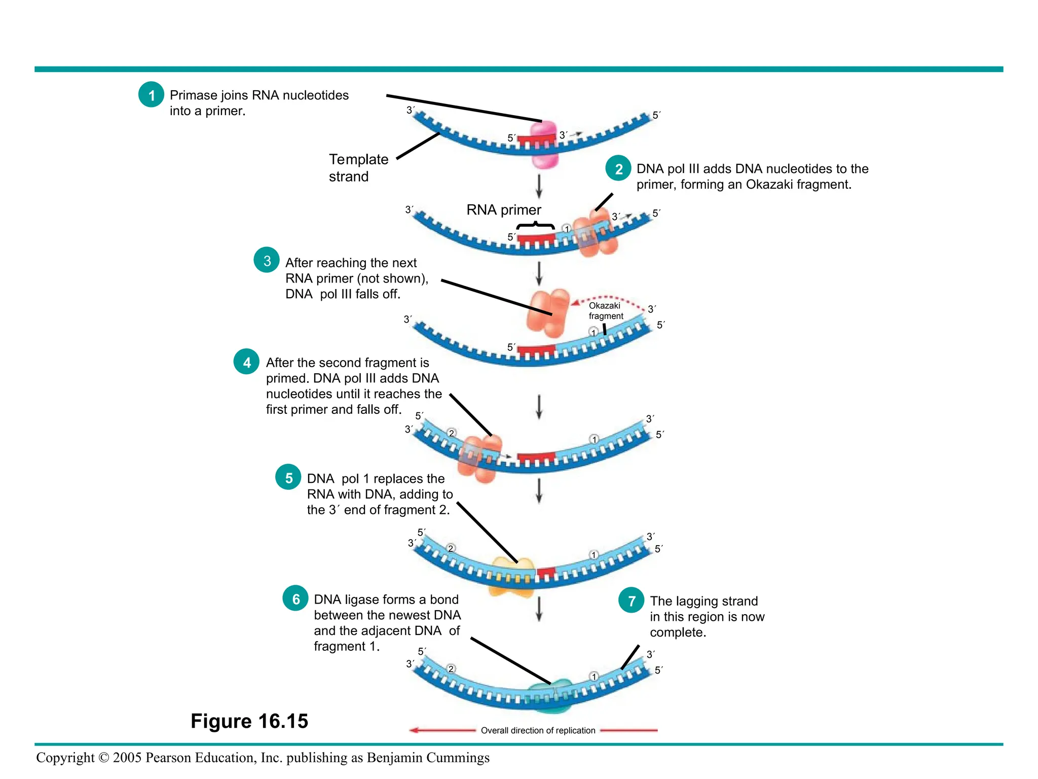 Copyright © 2005 Pearson Education, Inc. publishing as Benjamin Cummings
Overall direction of replication
3
3
3
3
5
3
5
3
5
3
5
3
5
3
5
3
5
3 5
5
1
1
2
1
1
2
5
5
1
2
3
5
Template
strand
RNA primer
Okazaki
fragment
Figure 16.15
Primase joins RNA nucleotides
into a primer.
1
DNA pol III adds DNA nucleotides to the
primer, forming an Okazaki fragment.
2
After reaching the next
RNA primer (not shown),
DNA pol III falls off.
3
After the second fragment is
primed. DNA pol III adds DNA
nucleotides until it reaches the
first primer and falls off.
4
DNA pol 1 replaces the
RNA with DNA, adding to
the 3 end of fragment 2.
5
DNA ligase forms a bond
between the newest DNA
and the adjacent DNA of
fragment 1.
6 The lagging strand
in this region is now
complete.
7
 