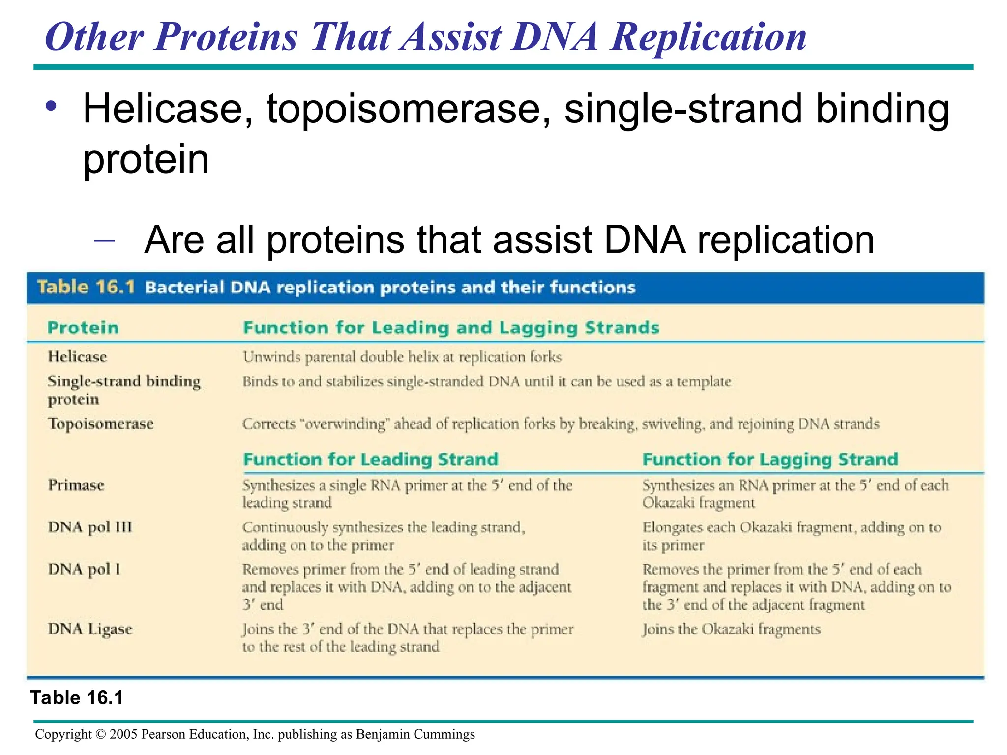 Copyright © 2005 Pearson Education, Inc. publishing as Benjamin Cummings
Other Proteins That Assist DNA Replication
• Helicase, topoisomerase, single-strand binding
protein
– Are all proteins that assist DNA replication
Table 16.1
 