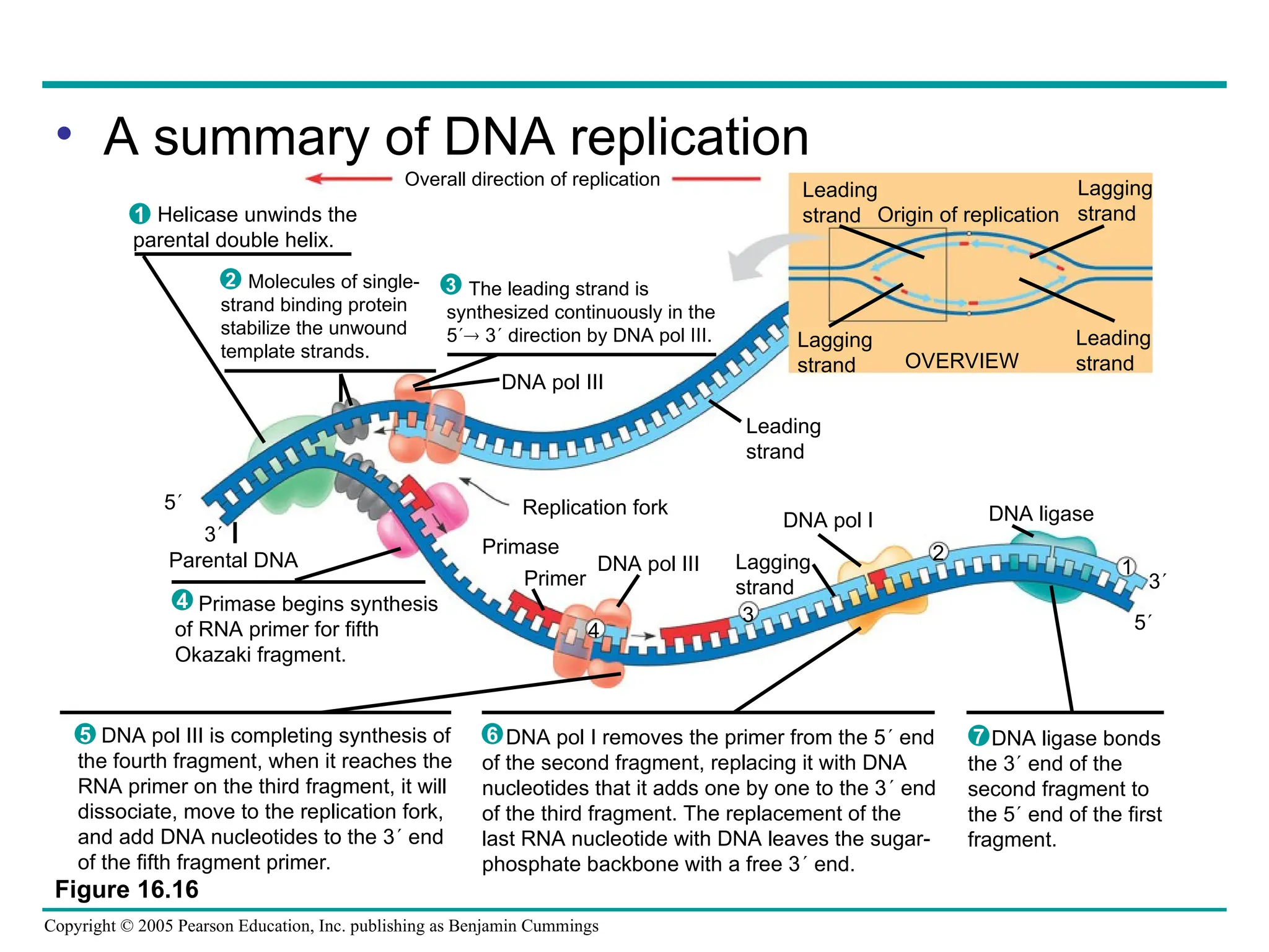 Copyright © 2005 Pearson Education, Inc. publishing as Benjamin Cummings
Figure 16.16
Overall direction of replication
Leading
strand
Lagging
strand
Lagging
strand
Leading
strand
OVERVIEW
Leading
strand
Replication fork
DNA pol III
Primase
Primer
DNA pol III Lagging
strand
DNA pol I
Parental DNA
5
3
4
3
2
Origin of replication
DNA ligase
1
5
3
Helicase unwinds the
parental double helix.
1
Molecules of single-
strand binding protein
stabilize the unwound
template strands.
2 The leading strand is
synthesized continuously in the
5 3 direction by DNA pol III.
3
Primase begins synthesis
of RNA primer for fifth
Okazaki fragment.
4
DNA pol III is completing synthesis of
the fourth fragment, when it reaches the
RNA primer on the third fragment, it will
dissociate, move to the replication fork,
and add DNA nucleotides to the 3 end
of the fifth fragment primer.
5 DNA pol I removes the primer from the 5 end
of the second fragment, replacing it with DNA
nucleotides that it adds one by one to the 3 end
of the third fragment. The replacement of the
last RNA nucleotide with DNA leaves the sugar-
phosphate backbone with a free 3 end.
6 DNA ligase bonds
the 3 end of the
second fragment to
the 5 end of the first
fragment.
7
• A summary of DNA replication
 