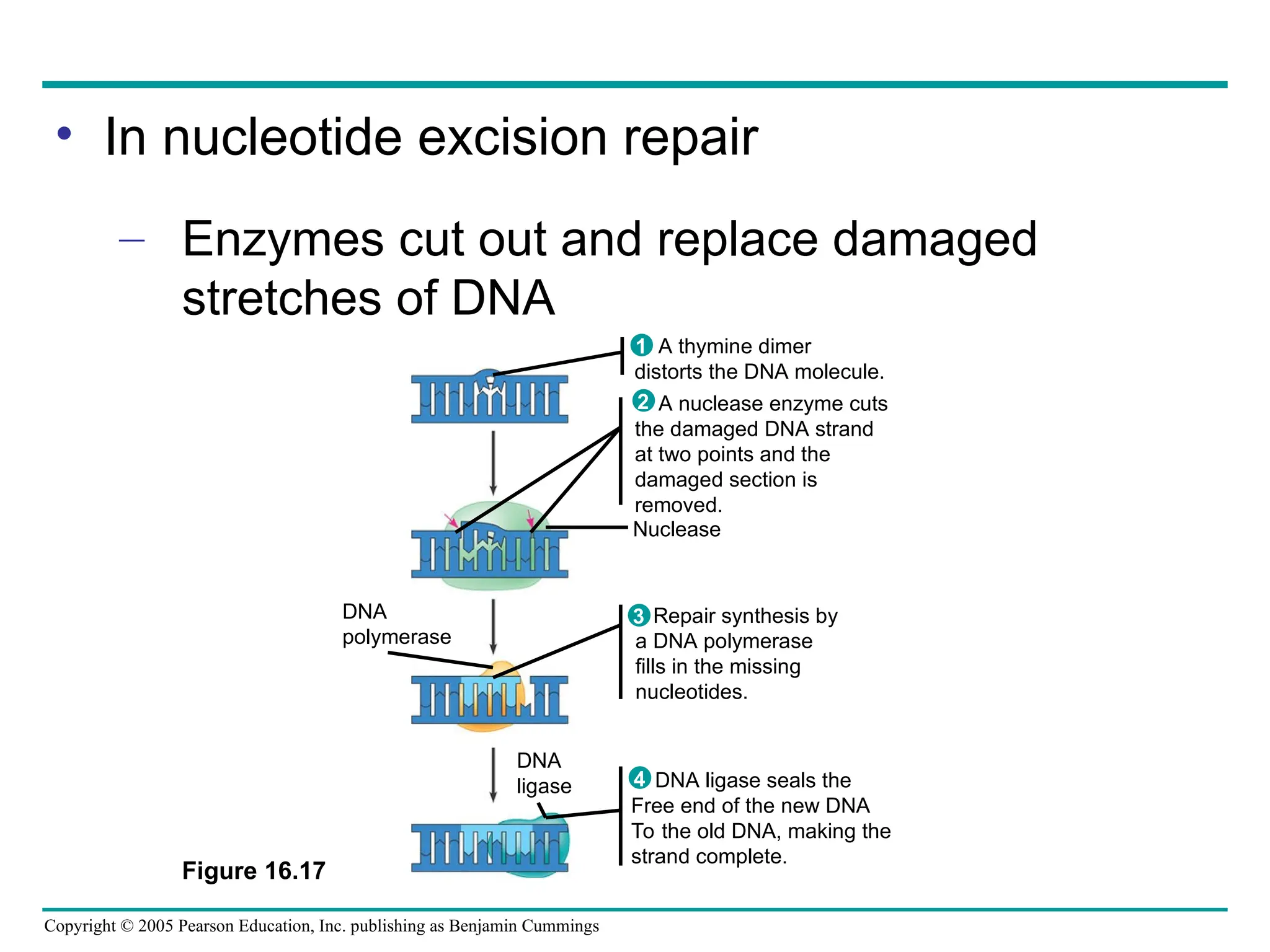 Copyright © 2005 Pearson Education, Inc. publishing as Benjamin Cummings
Figure 16.17
Nuclease
DNA
polymerase
DNA
ligase
A thymine dimer
distorts the DNA molecule.
1
A nuclease enzyme cuts
the damaged DNA strand
at two points and the
damaged section is
removed.
2
Repair synthesis by
a DNA polymerase
fills in the missing
nucleotides.
3
DNA ligase seals the
Free end of the new DNA
To the old DNA, making the
strand complete.
4
• In nucleotide excision repair
– Enzymes cut out and replace damaged
stretches of DNA
 