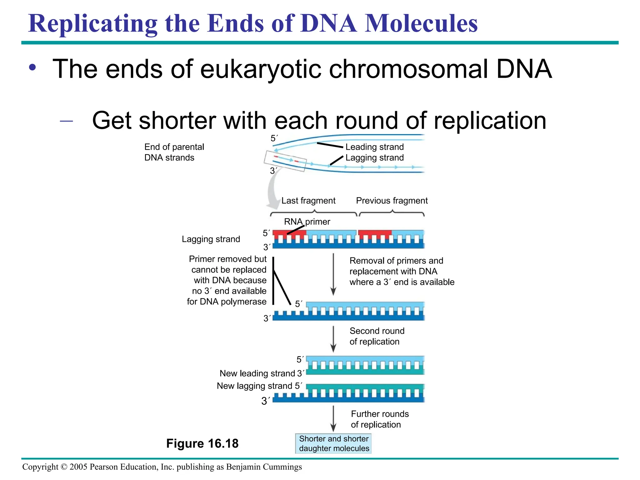 Copyright © 2005 Pearson Education, Inc. publishing as Benjamin Cummings
Replicating the Ends of DNA Molecules
• The ends of eukaryotic chromosomal DNA
– Get shorter with each round of replication
Figure 16.18
End of parental
DNA strands
Leading strand
Lagging strand
Last fragment Previous fragment
RNA primer
Lagging strand
Removal of primers and
replacement with DNA
where a 3 end is available
Primer removed but
cannot be replaced
with DNA because
no 3 end available
for DNA polymerase
Second round
of replication
New leading strand
New lagging strand 5
Further rounds
of replication
Shorter and shorter
daughter molecules
5
3
5
3
5
3
5
3
3
 