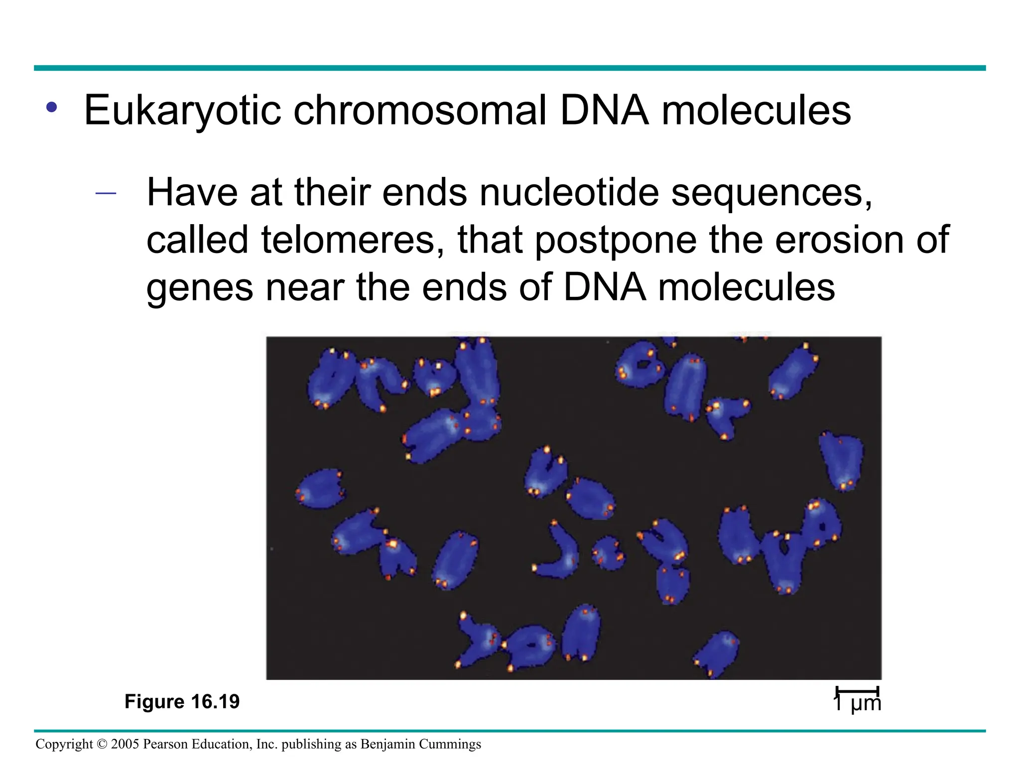 Copyright © 2005 Pearson Education, Inc. publishing as Benjamin Cummings
• Eukaryotic chromosomal DNA molecules
– Have at their ends nucleotide sequences,
called telomeres, that postpone the erosion of
genes near the ends of DNA molecules
Figure 16.19 1 µm
 