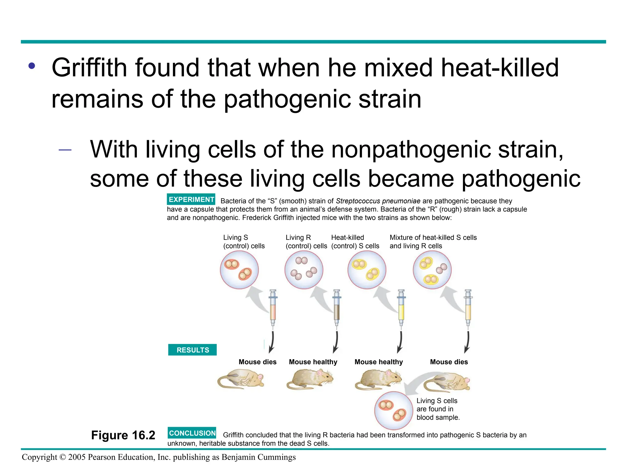 Copyright © 2005 Pearson Education, Inc. publishing as Benjamin Cummings
• Griffith found that when he mixed heat-killed
remains of the pathogenic strain
– With living cells of the nonpathogenic strain,
some of these living cells became pathogenic
Bacteria of the “S” (smooth) strain of Streptococcus pneumoniae are pathogenic because they
have a capsule that protects them from an animal’s defense system. Bacteria of the “R” (rough) strain lack a capsule
and are nonpathogenic. Frederick Griffith injected mice with the two strains as shown below:
Griffith concluded that the living R bacteria had been transformed into pathogenic S bacteria by an
unknown, heritable substance from the dead S cells.
EXPERIMENT
RESULTS
CONCLUSION
Living S
(control) cells
Living R
(control) cells
Heat-killed
(control) S cells
Mixture of heat-killed S cells
and living R cells
Mouse dies Mouse healthy Mouse healthy Mouse dies
Living S cells
are found in
blood sample.
Figure 16.2
 