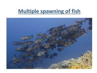 Multiple spawning of fish
 