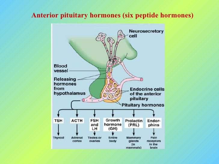 16. pituitary gland
