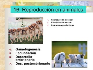 16. Reproducción en animales
1.
2.
3.

4.
5.
6.
7.

Gametogénesis
Fecundación
Desarrollo
embrionario
Des. postembrionario

Reproducción asexual
Reproducción sexual
Aparatos reproductores

 