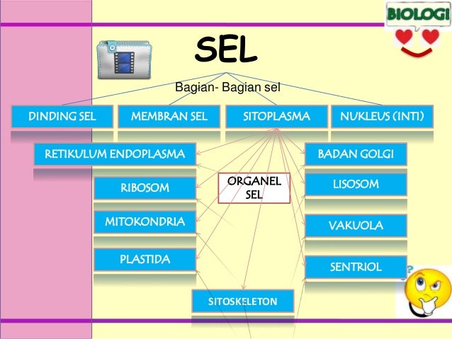 76+ Gambar Organel Dinding Sel Kekinian 76+ Gambar Organel Dinding Sel Kekinian