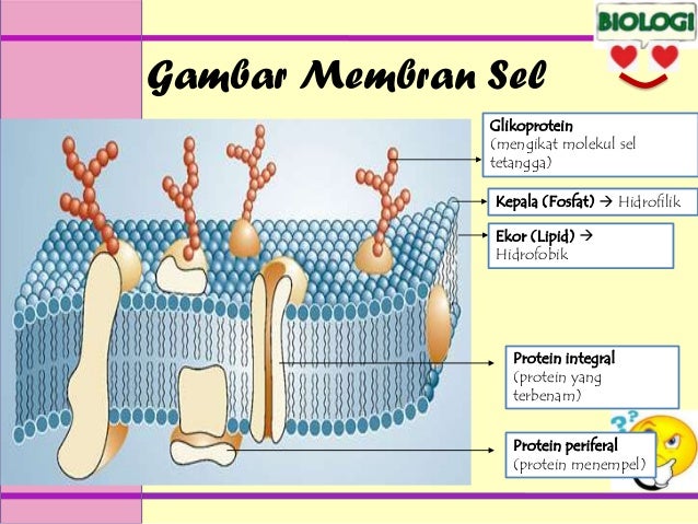 76+ Gambar Organel Dinding Sel Kekinian 76+ Gambar Organel Dinding Sel Kekinian