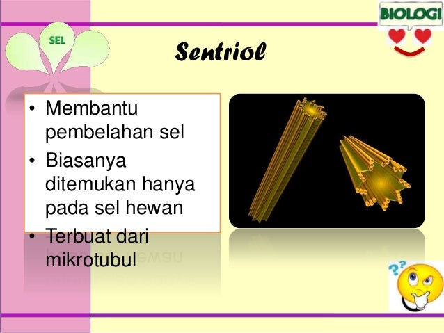 16retno Wahyuningtyas Struktur Dan Organel Sel