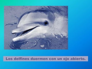 Los delfines duermen con un ojo abierto.
 