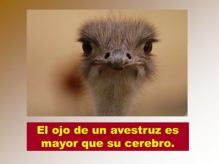 El ojo de un avestruz es
 mayor que su cerebro.
 