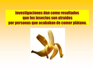 Investigaciones dan como resultados
        que los insectos son atraídos
por personas que acababan de comer plátano.
 