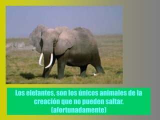 Los elefantes, son los únicos animales de la
       creación que no pueden saltar.
            (afortunadamente)
 