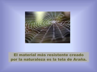 El material más resistente creado
por la naturaleza es la tela de Araña.
 