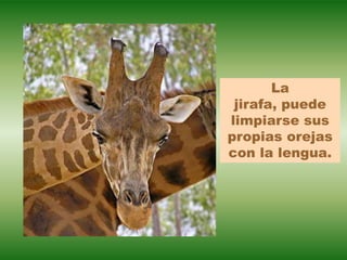 La
 jirafa, puede
limpiarse sus
propias orejas
con la lengua.
 