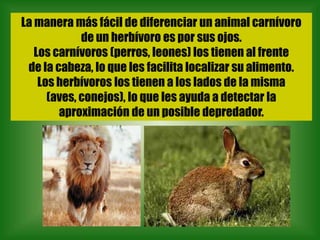 La manera más fácil de diferenciar un animal carnívoro
             de un herbívoro es por sus ojos.
   Los carnívoros (perros, leones) los tienen al frente
 de la cabeza, lo que les facilita localizar su alimento.
    Los herbívoros los tienen a los lados de la misma
      (aves, conejos), lo que les ayuda a detectar la
        aproximación de un posible depredador.
 