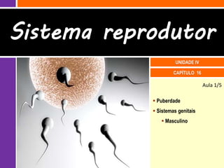 Sistema reprodutor
                      UNIDADE IV

                     CAPÍTULO 16

                                   Aula 1/5

             Puberdade
             Sistemas genitais
                Masculino
 