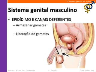 O sistema genital ou reprodutor




Sistema genital masculino
• EPIDÍDIMO E CANAIS DEFERENTES
      – Armazenar gametas

      – Liberação de gametas




Ciências – 8º ano Ens. Fundamental   2º Período                 Profa. Rebeca Vale
 