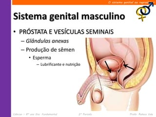 O sistema genital ou reprodutor




Sistema genital masculino
• PRÓSTATA E VESÍCULAS SEMINAIS
      – Glândulas anexas
      – Produção de sêmen
            • Esperma
                  – Lubrificante e nutrição




Ciências – 8º ano Ens. Fundamental        2º Período                 Profa. Rebeca Vale
 