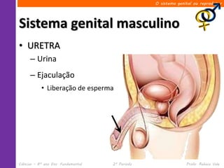 O sistema genital ou reprodutor




Sistema genital masculino
• URETRA
      – Urina
      – Ejaculação
            • Liberação de esperma




Ciências – 8º ano Ens. Fundamental   2º Período                 Profa. Rebeca Vale
 