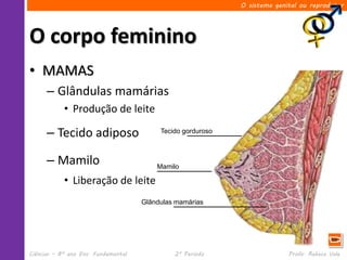 O sistema genital ou reprodutor




O corpo feminino
• MAMAS
      – Glândulas mamárias
            • Produção de leite

      – Tecido adiposo                    Tecido gorduroso



      – Mamilo                           Mamilo

            • Liberação de leite
                                     Glândulas mamárias




Ciências – 8º ano Ens. Fundamental            2º Período                   Profa. Rebeca Vale
 