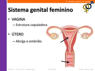 O sistema genital ou reprodutor




Sistema genital feminino
• VAGINA
      – Estrutura copuladora

• ÚTERO
      – Abriga o embrião




Ciências – 8º ano Ens. Fundamental   2º Período                 Profa. Rebeca Vale
 