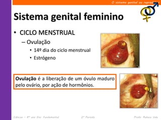 O sistema genital ou reprodutor




Sistema genital feminino
• CICLO MENSTRUAL
      – Ovulação
            • 14º dia do ciclo menstrual
            • Estrógeno


 Ovulação é a liberação de um óvulo maduro
 pelo ovário, por ação de hormônios.




Ciências – 8º ano Ens. Fundamental   2º Período                 Profa. Rebeca Vale
 