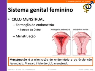 O sistema genital ou reprodutor




Sistema genital feminino
• CICLO MENSTRUAL
      – Formação do endométrio
            • Parede do útero

      – Menstruação




  Menstruação é a eliminação do endométrio e do óvulo não
  fecundado. Marca o início do ciclo menstrual.
Ciências – 8º ano Ens. Fundamental   2º Período                 Profa. Rebeca Vale
 