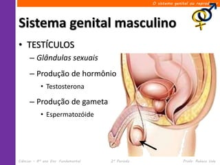 O sistema genital ou reprodutor




Sistema genital masculino
• TESTÍCULOS
      – Glândulas sexuais
      – Produção de hormônio
            • Testosterona

      – Produção de gameta
            • Espermatozóide




Ciências – 8º ano Ens. Fundamental   2º Período                 Profa. Rebeca Vale
 
